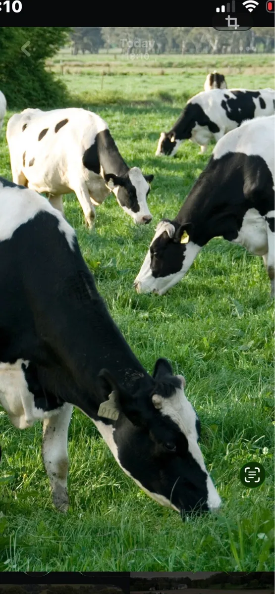 Weekend milking available /  farm work