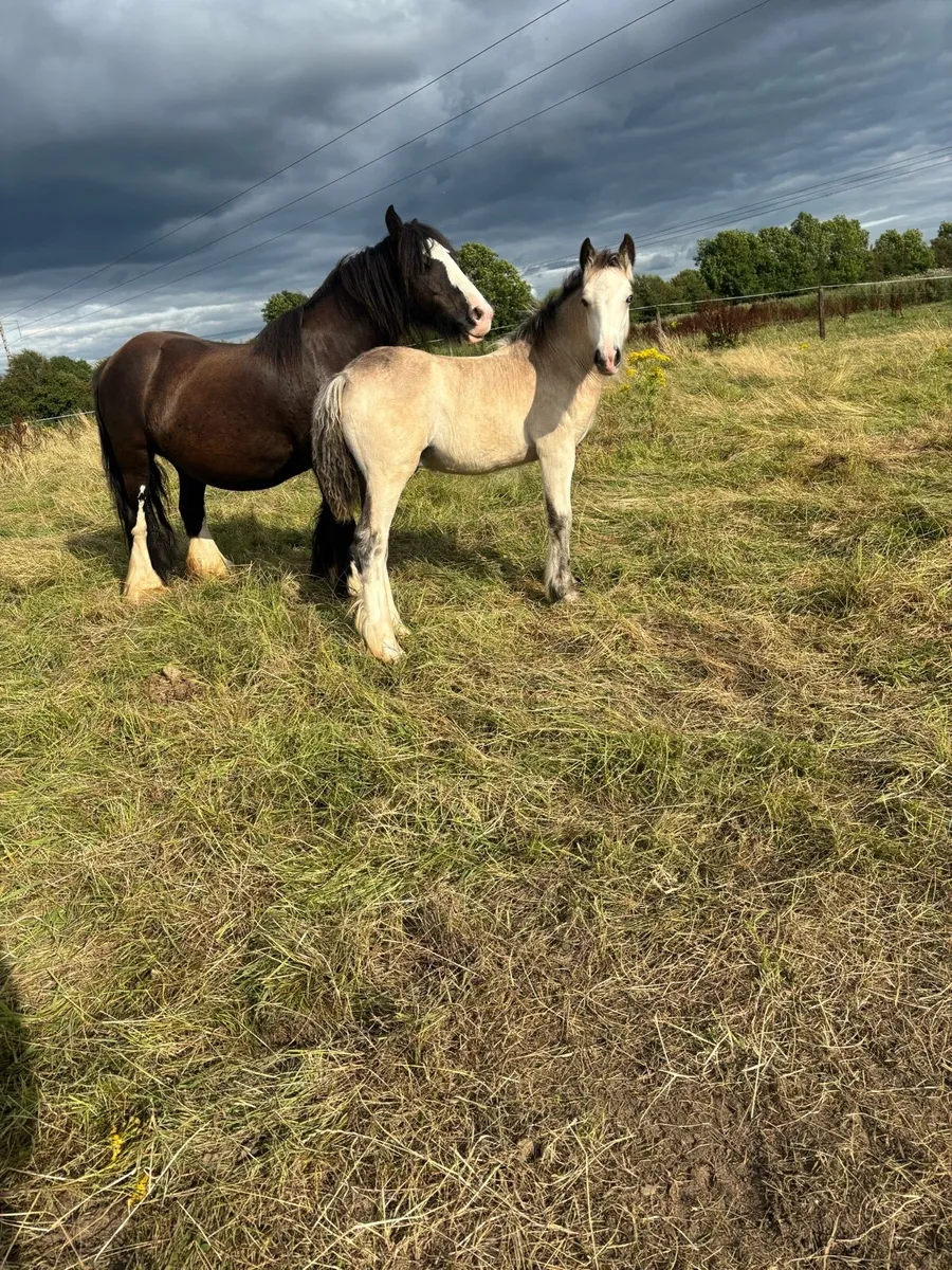 3 colts for sale - Image 3