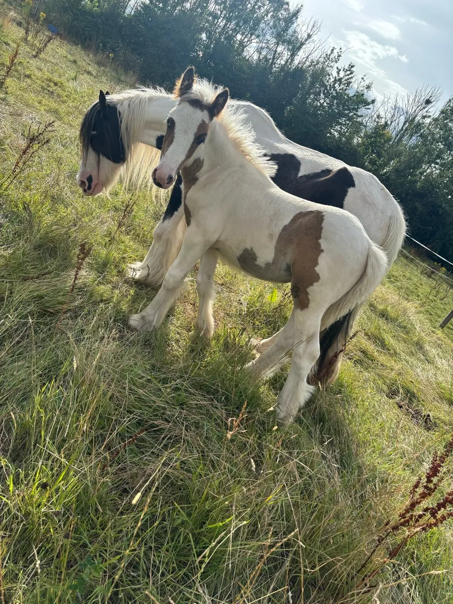 3 colts for sale - Image 4