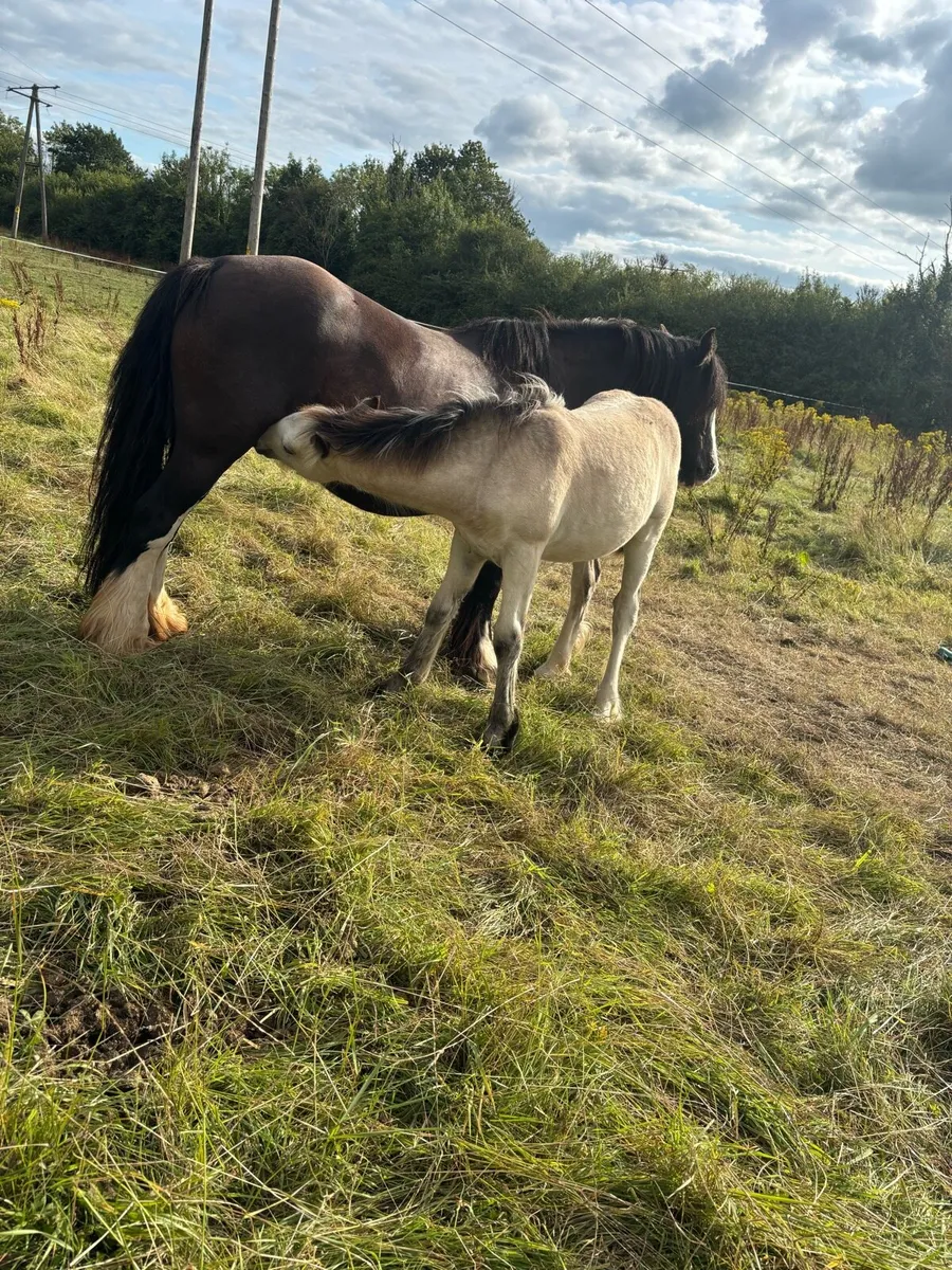 3 colts for sale - Image 1