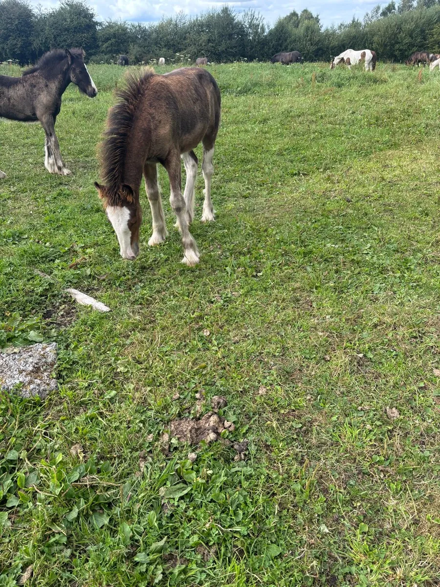 Colt foal to make 15/15’1 hh - Image 3