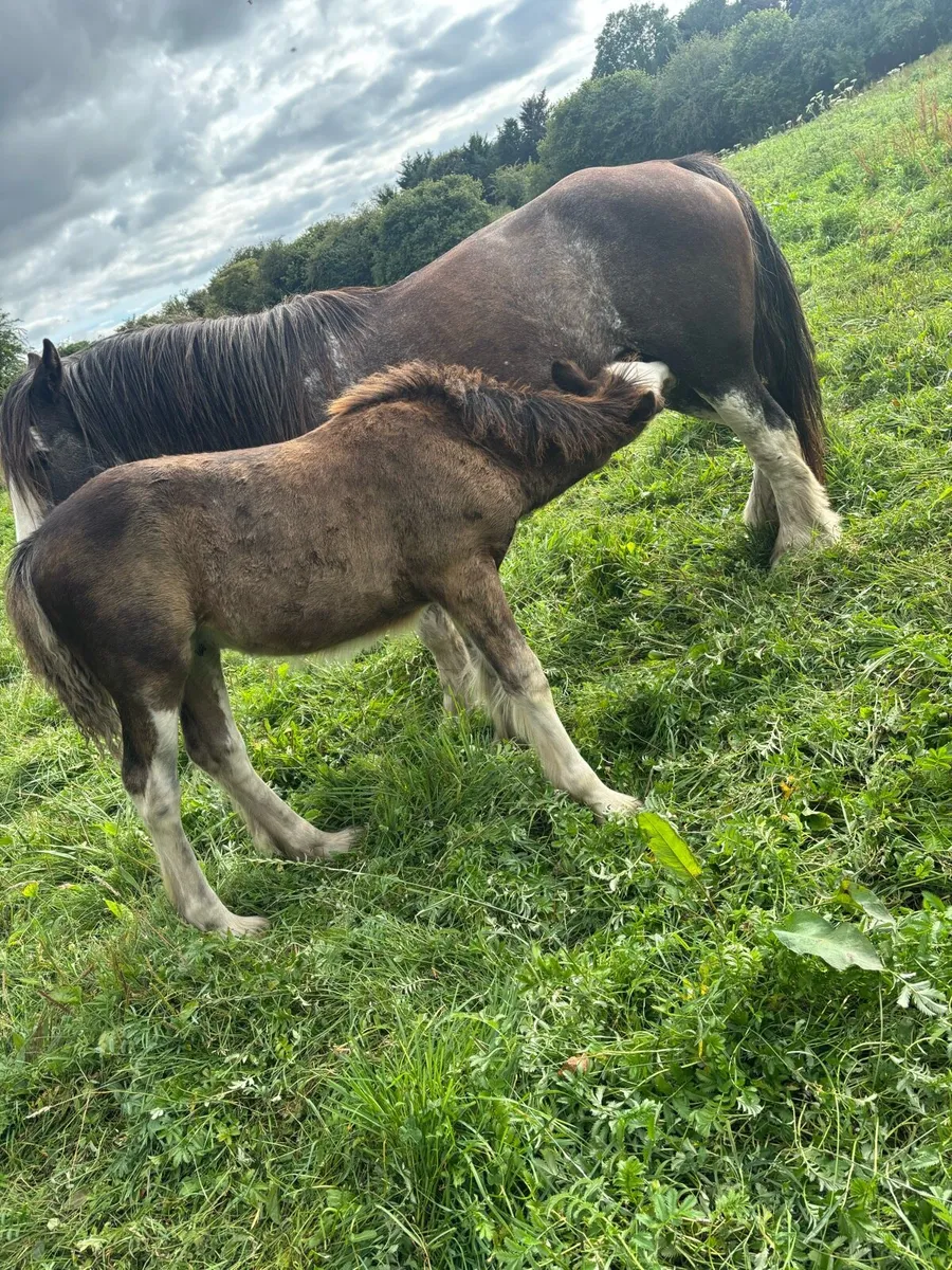 Colt foal to make 15/15’1 hh - Image 1