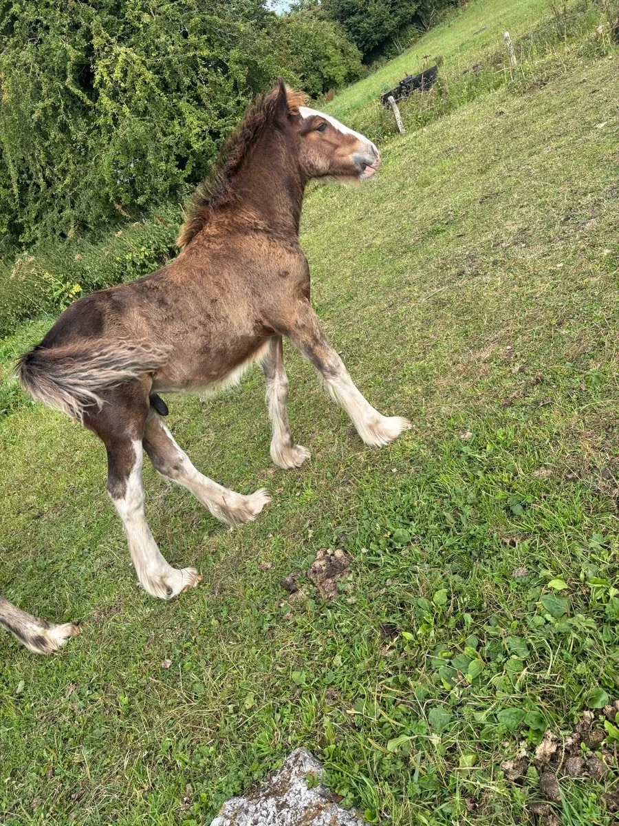 Colt foal to make 15/15’1 hh - Image 2