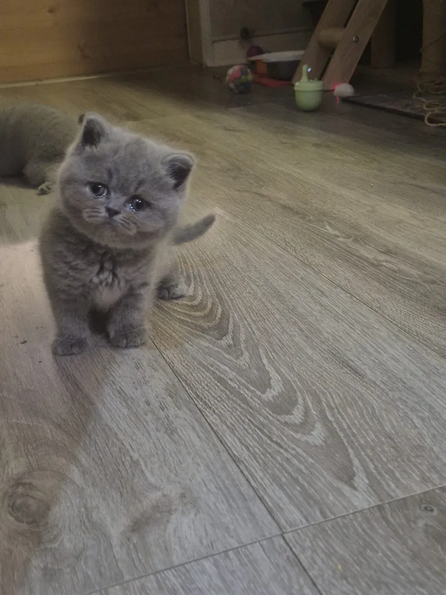 Pedigree British Shorthair kittens - Image 3
