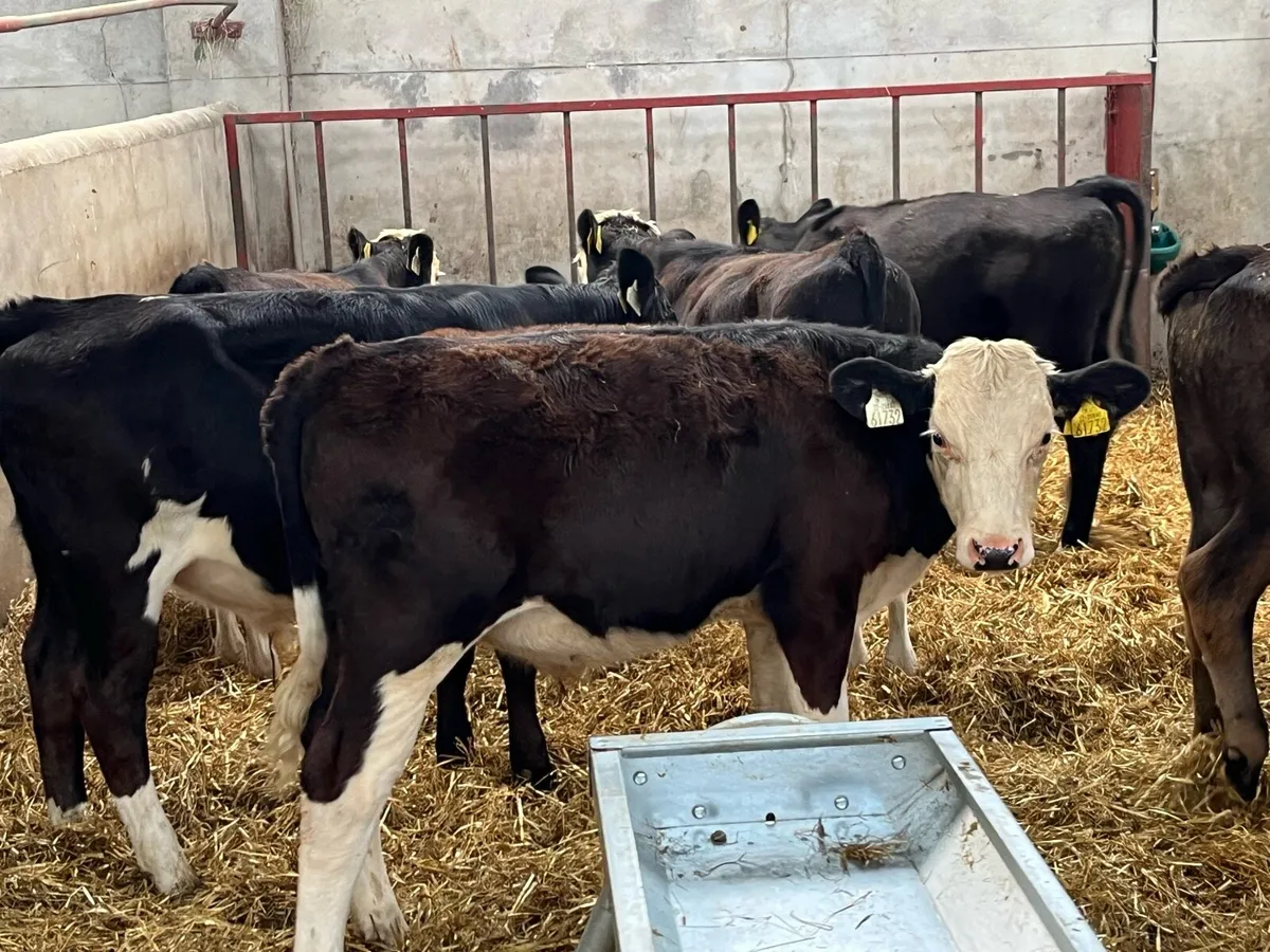 Super Bucket Fed Bull Weanlings - Image 1
