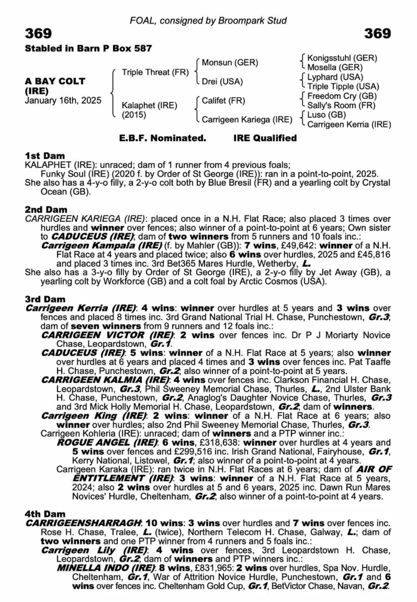 CARRIGEEN BLACKTYPE PEDIGREE - Image 1