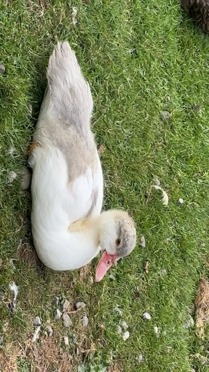 ,muscovy ,geese, hens - Image 1