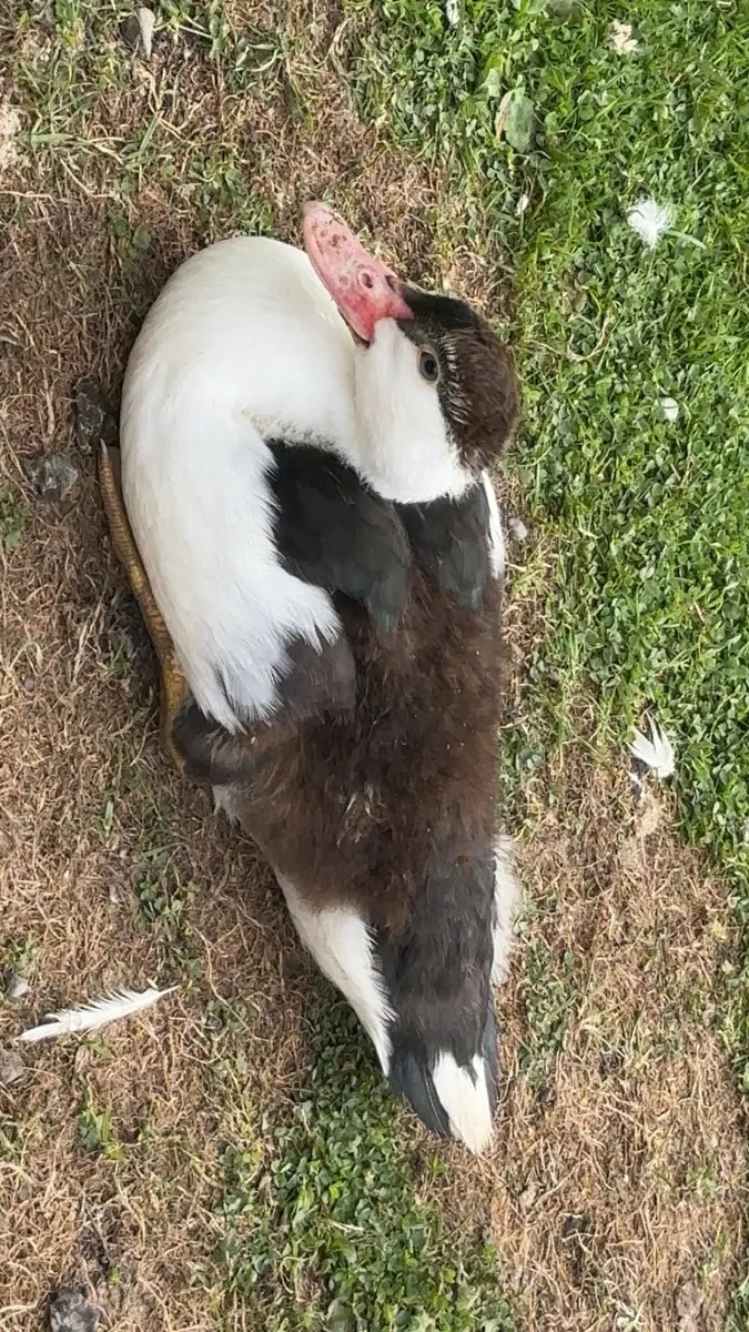 ,muscovy ,geese, hens - Image 2