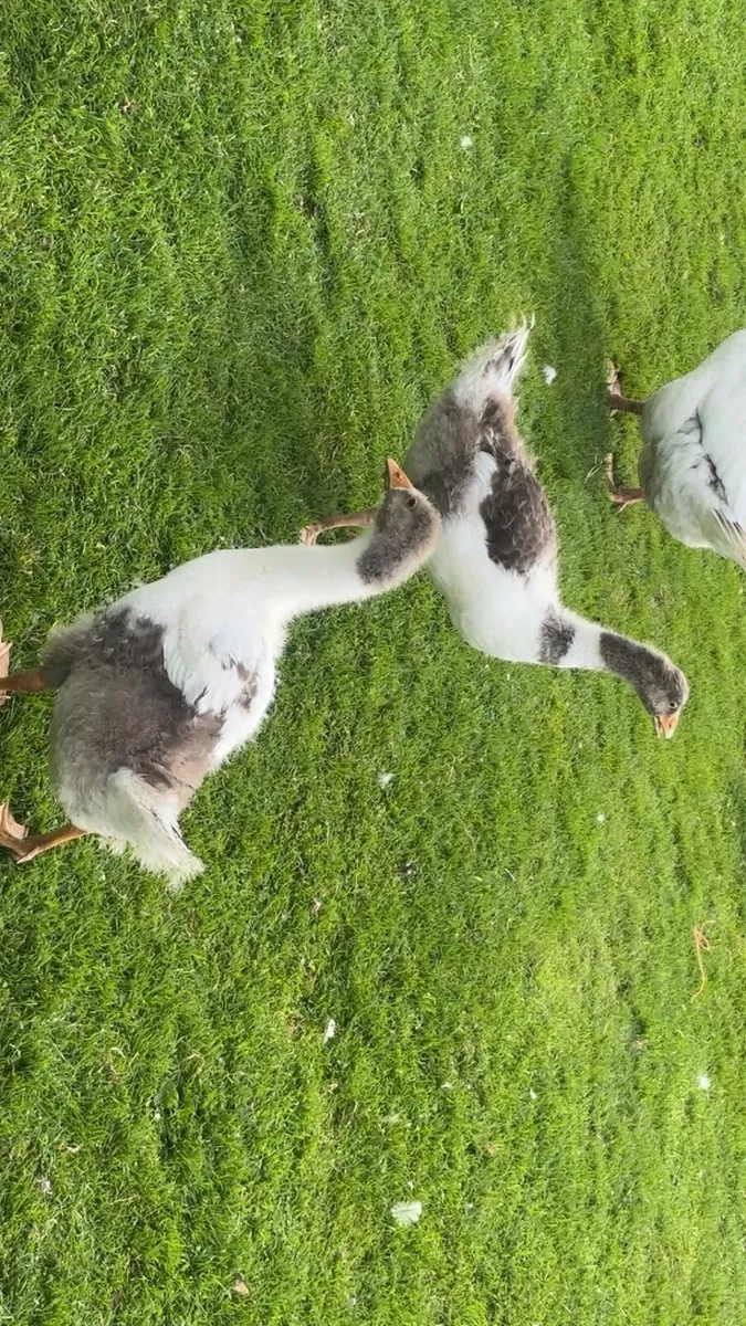 ,muscovy ,geese, hens - Image 3