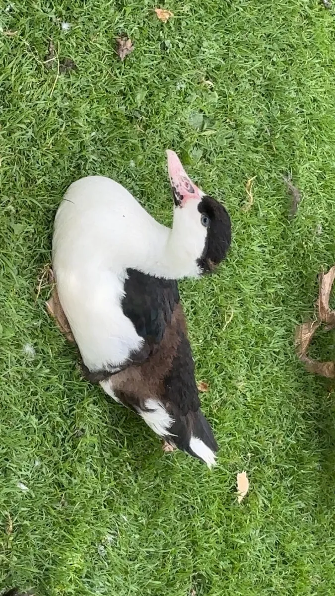,muscovy ,geese, hens - Image 4