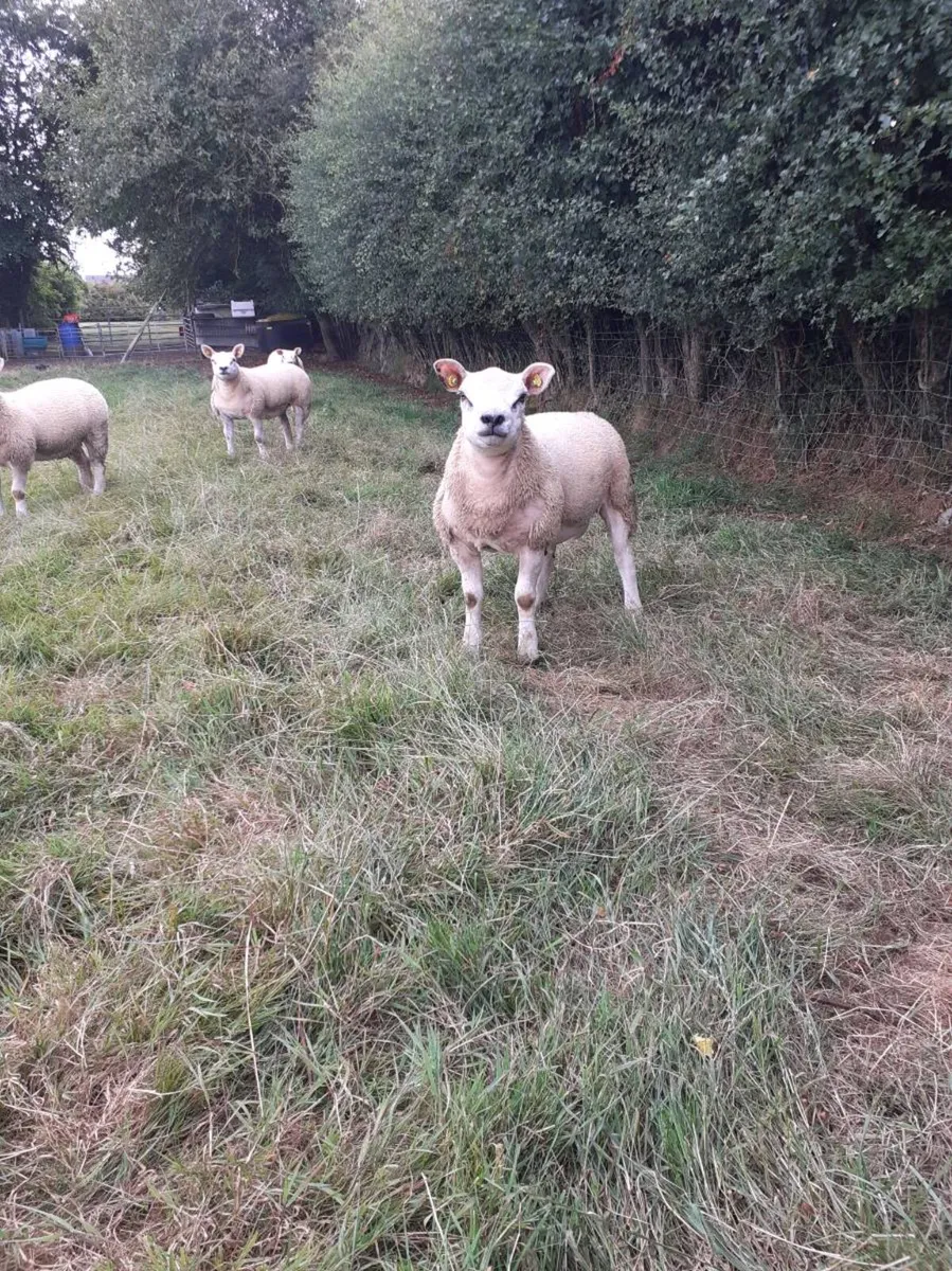 All types of Texel sheep (PBR). - Image 3