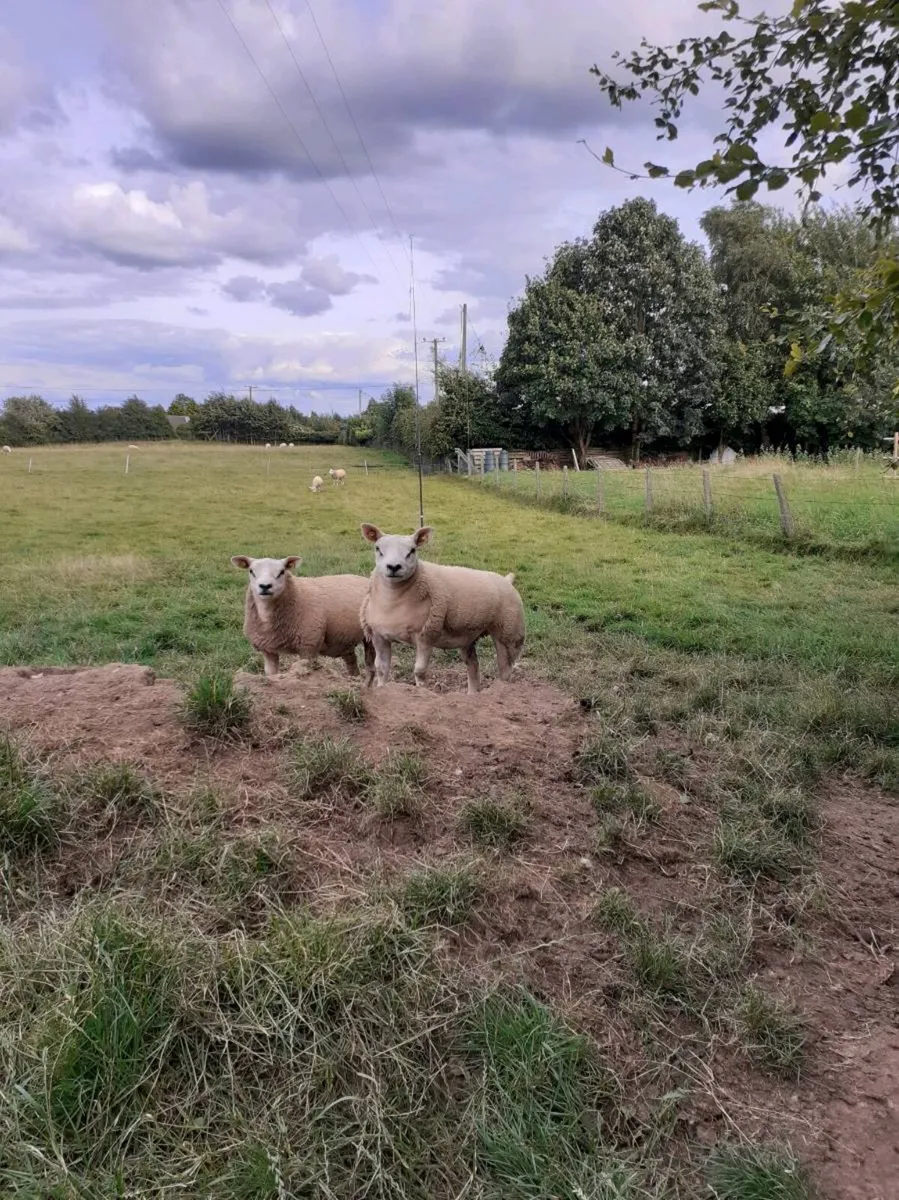 All types of Texel sheep (PBR). - Image 4