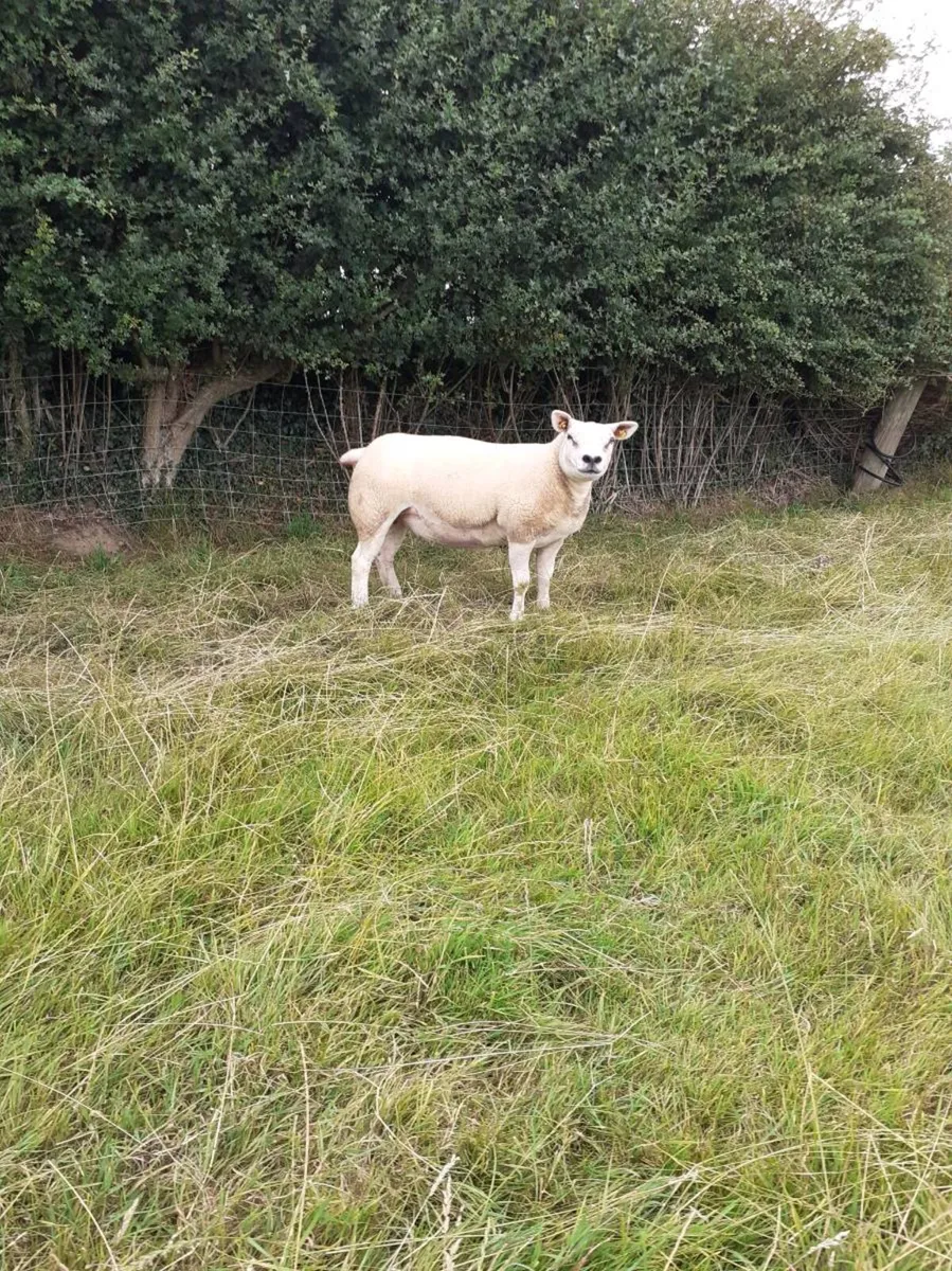 All types of Texel sheep (PBR). - Image 1