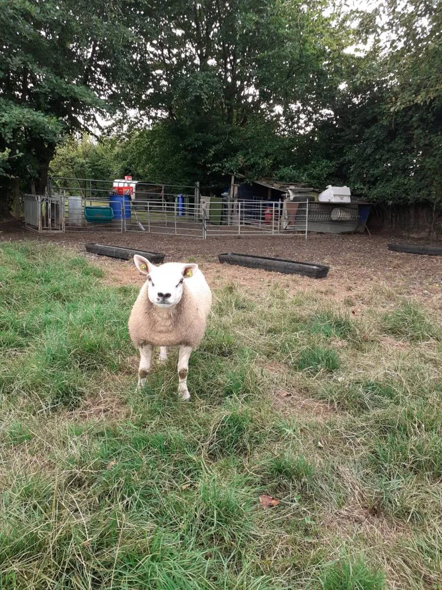 All types of Texel sheep (PBR). - Image 4