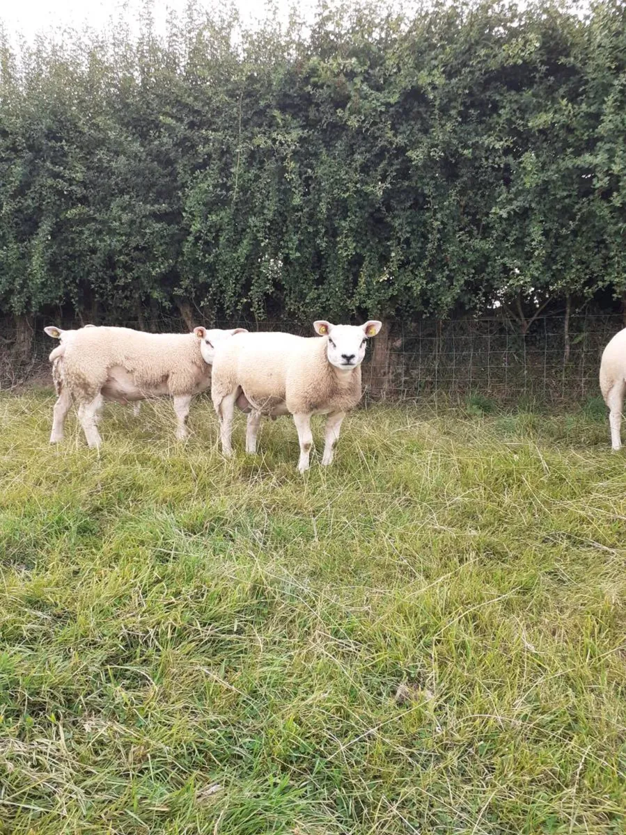 Ewes (4) , Ewe Lambs (6) Ram Lambs (6) PBR Texel . - Image 2