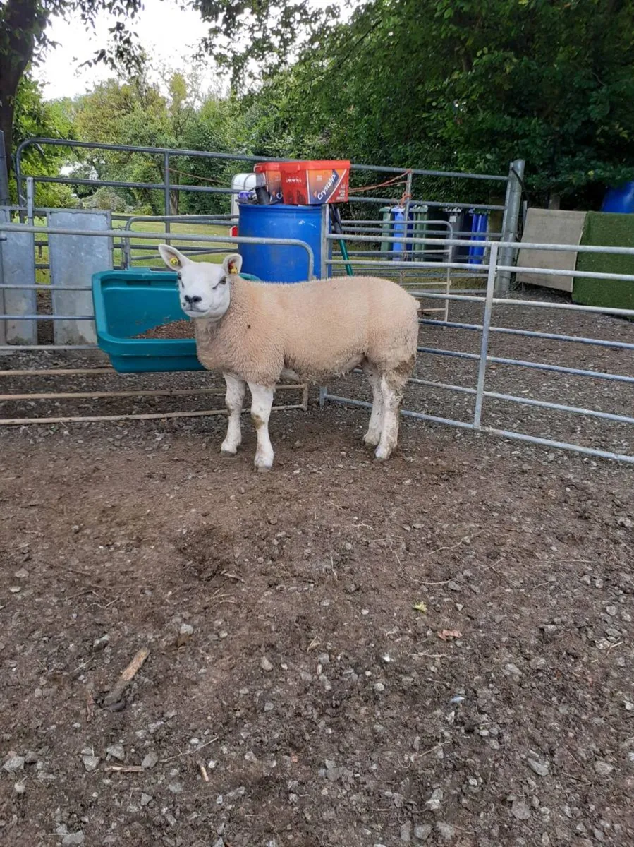 All types of Texel sheep (PBR). - Image 2