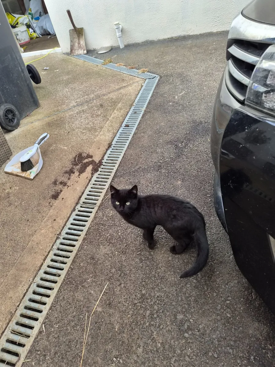 Kittens - Image 3