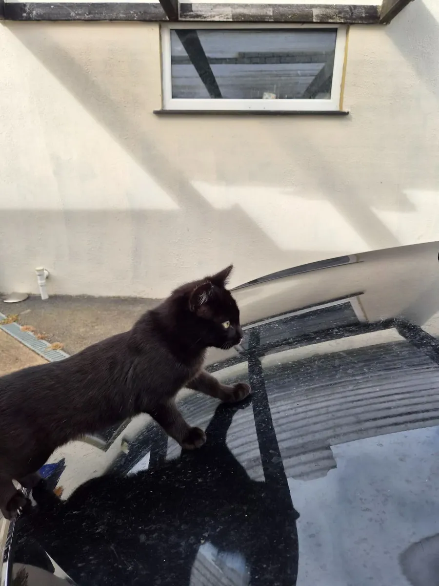 Kittens - Image 2