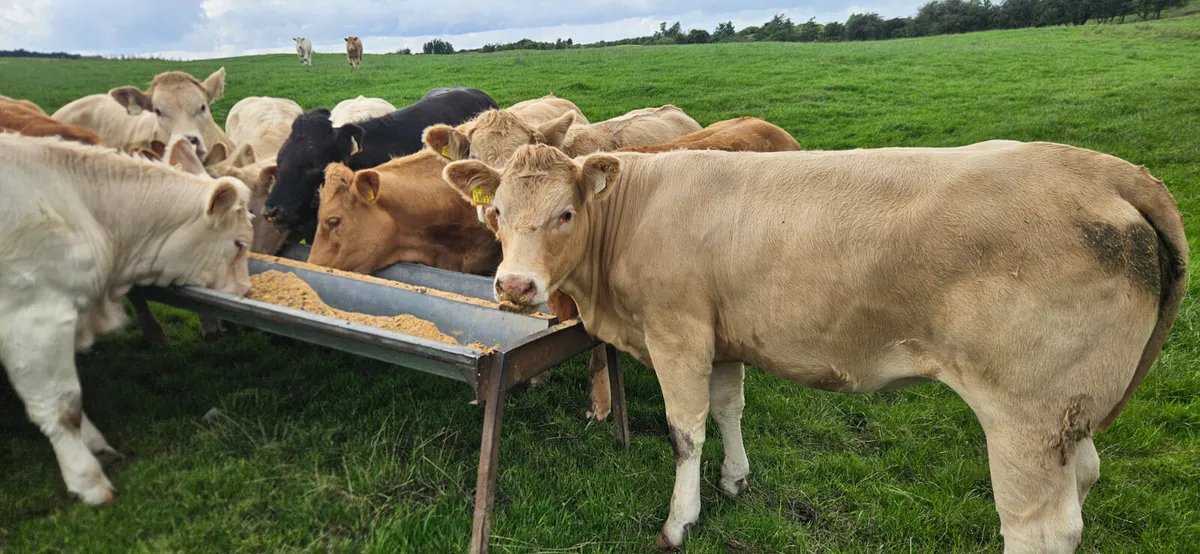 36 Exceptional U Grade Heifers 450kgs. - Image 2