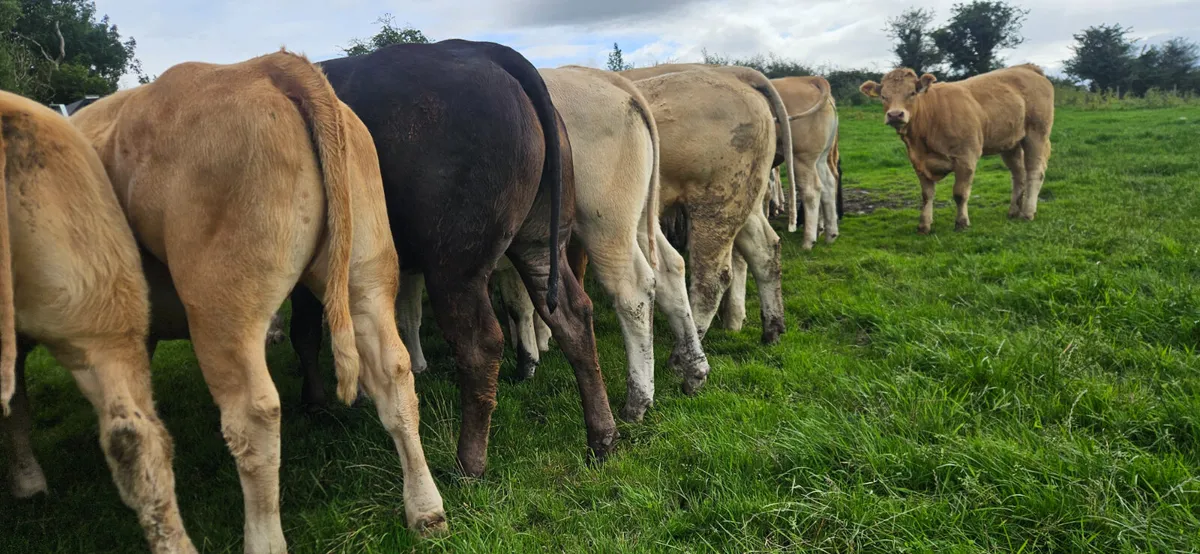36 Exceptional U Grade Heifers 450kgs. - Image 4