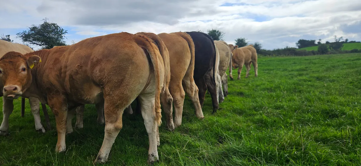 36 Exceptional U Grade Heifers 450kgs. - Image 3