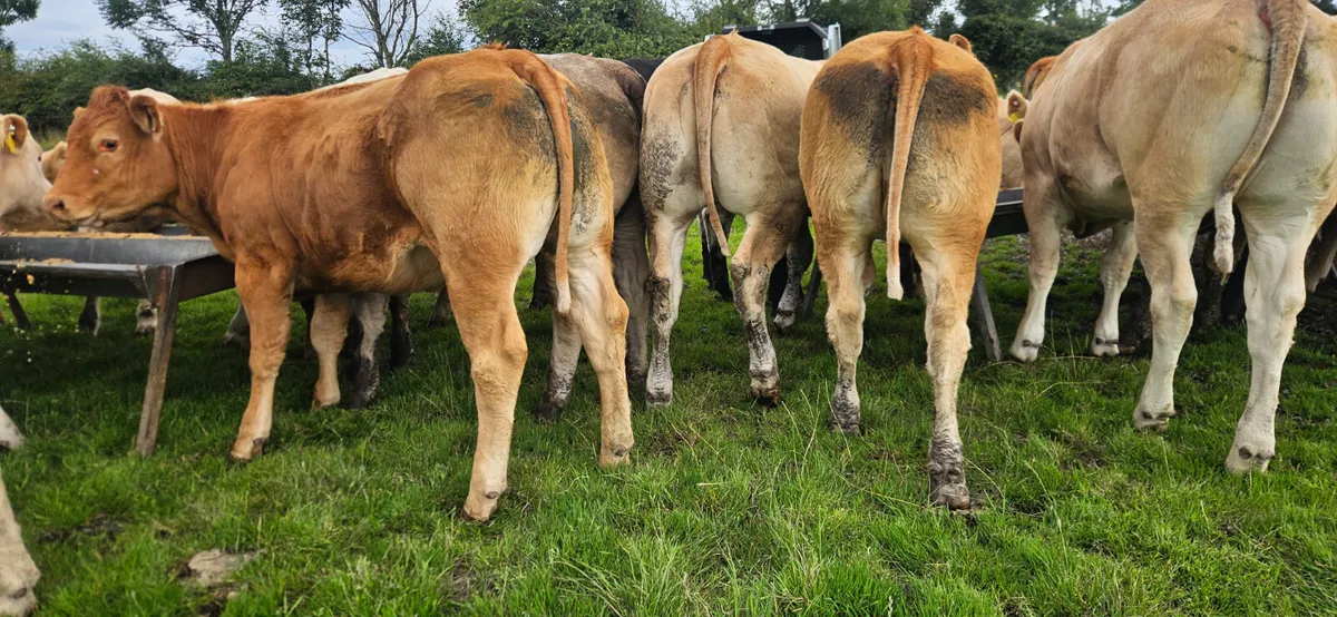 36 Exceptional U Grade Heifers 450kgs. - Image 1