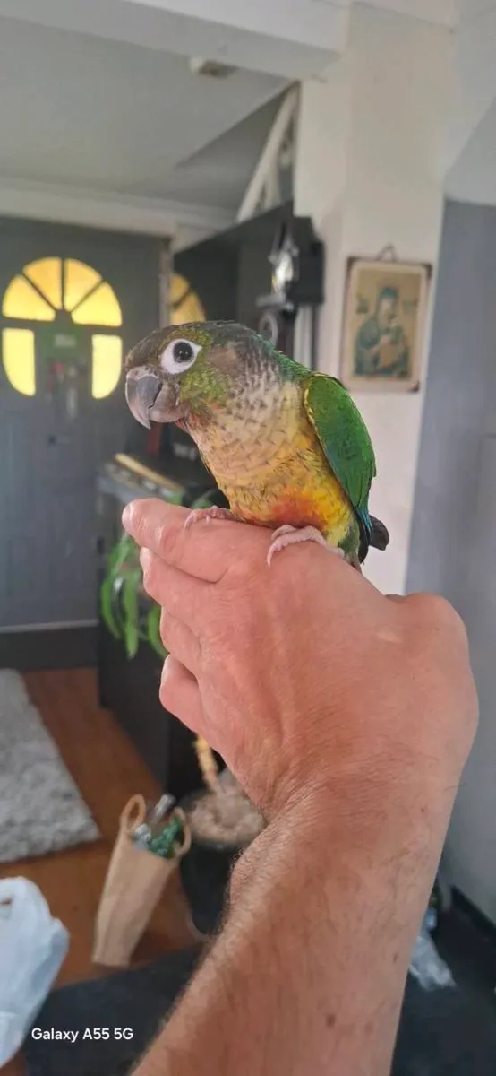 Conure - Image 1