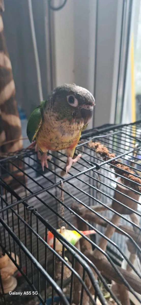Conure - Image 2