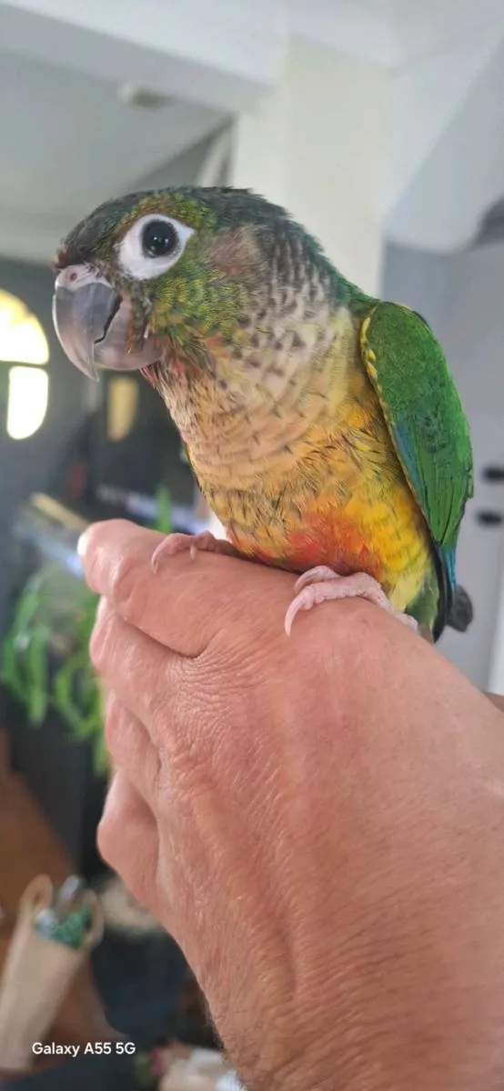 Conure - Image 3
