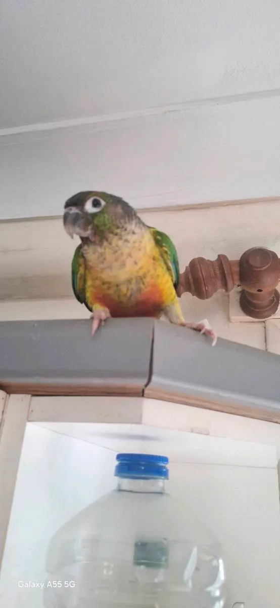 Conure - Image 4