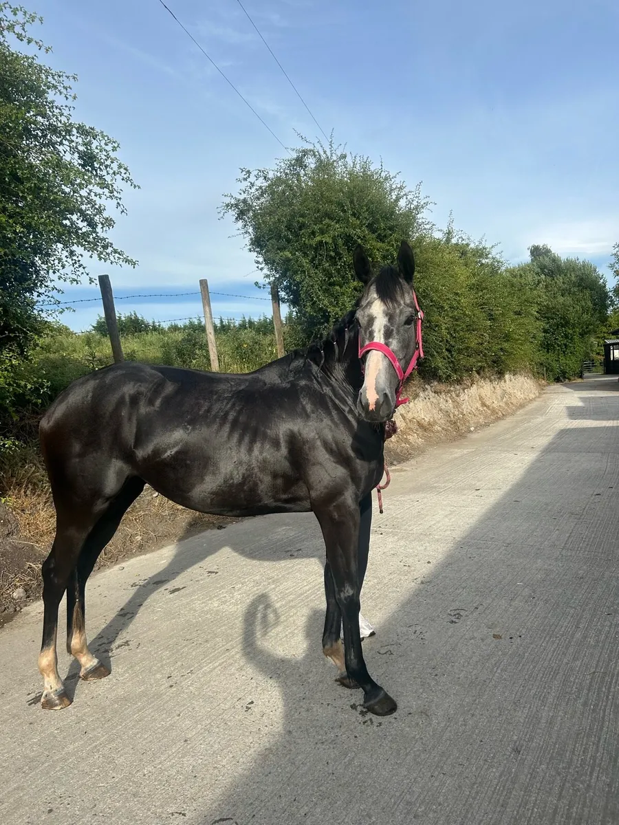 ⭐️Dolly 4yo mare⭐️ - Image 2