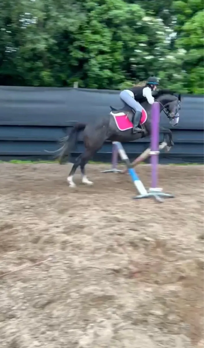 ⭐️Dolly 4yo mare⭐️ - Image 3