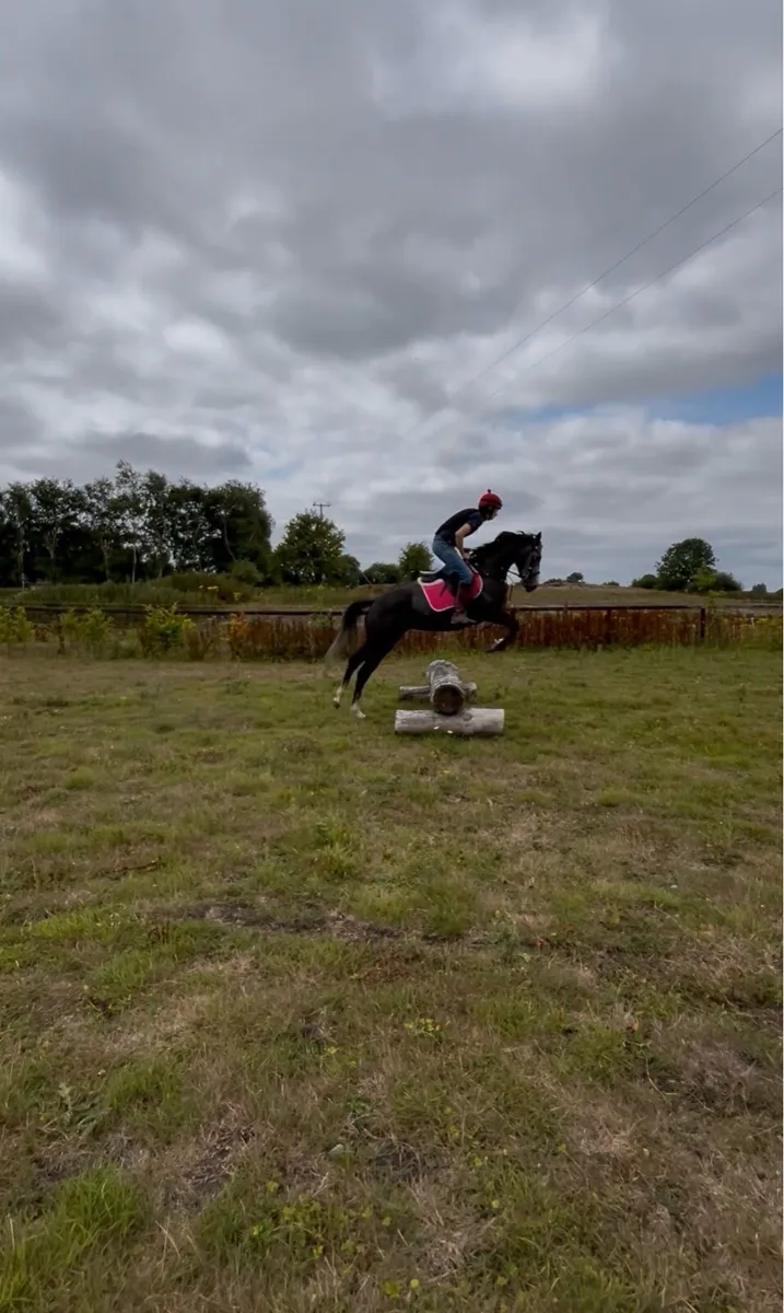 ⭐️Dolly 4yo mare⭐️ - Image 4