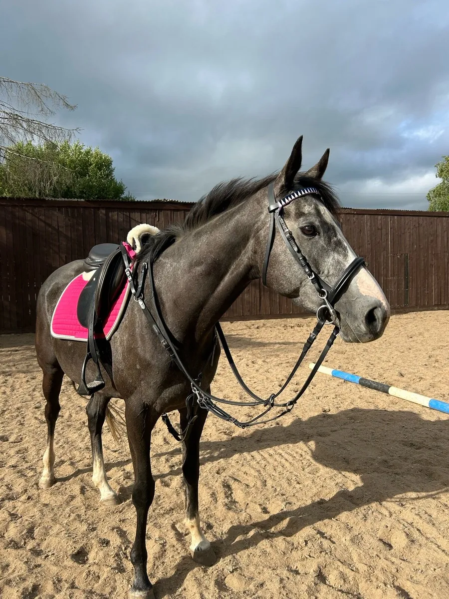 ⭐️Dolly 4yo mare⭐️ - Image 1
