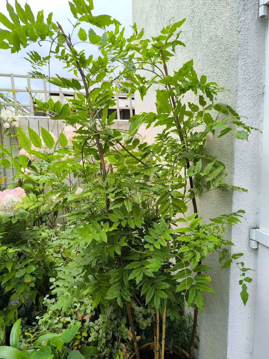 Garden plants - Image 1
