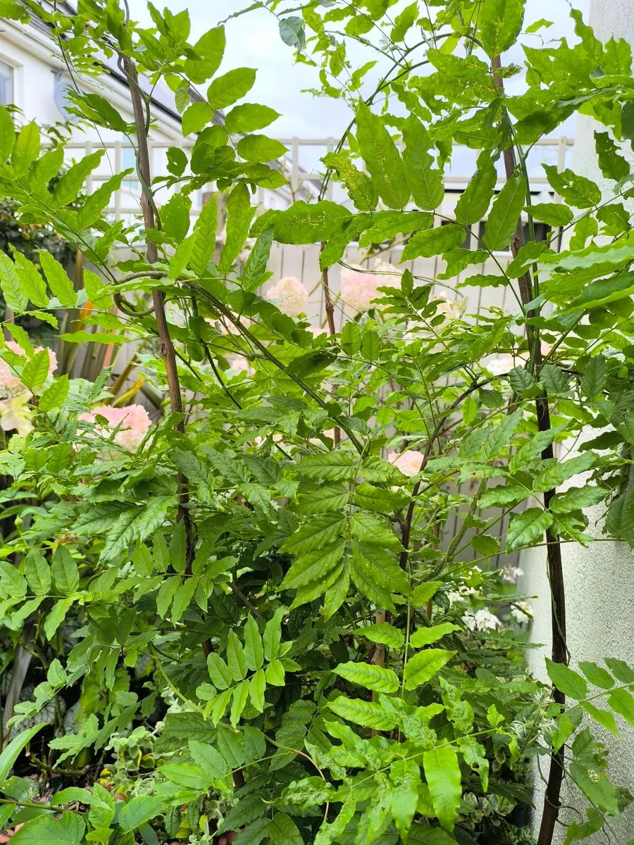 Garden plants - Image 2