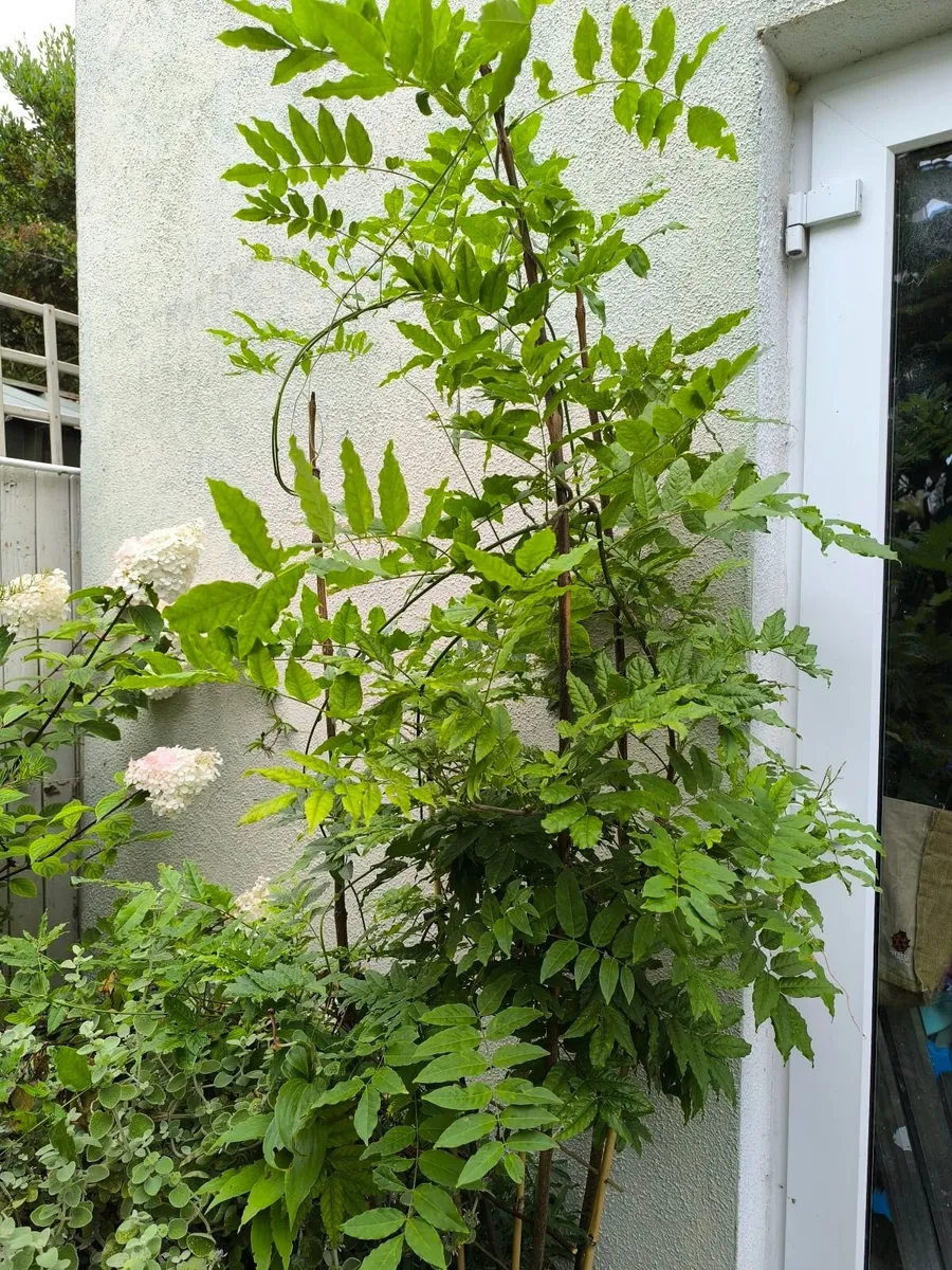 Garden plants - Image 3