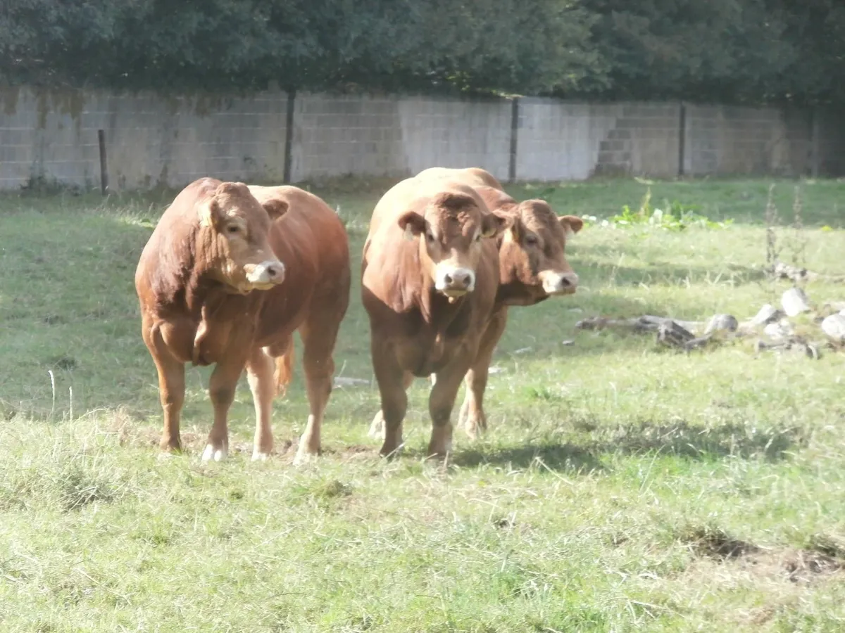 limousin  bulls - Image 2