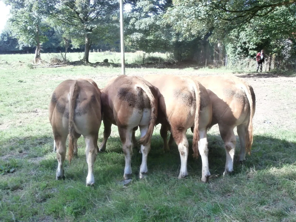 limousin  bulls - Image 1