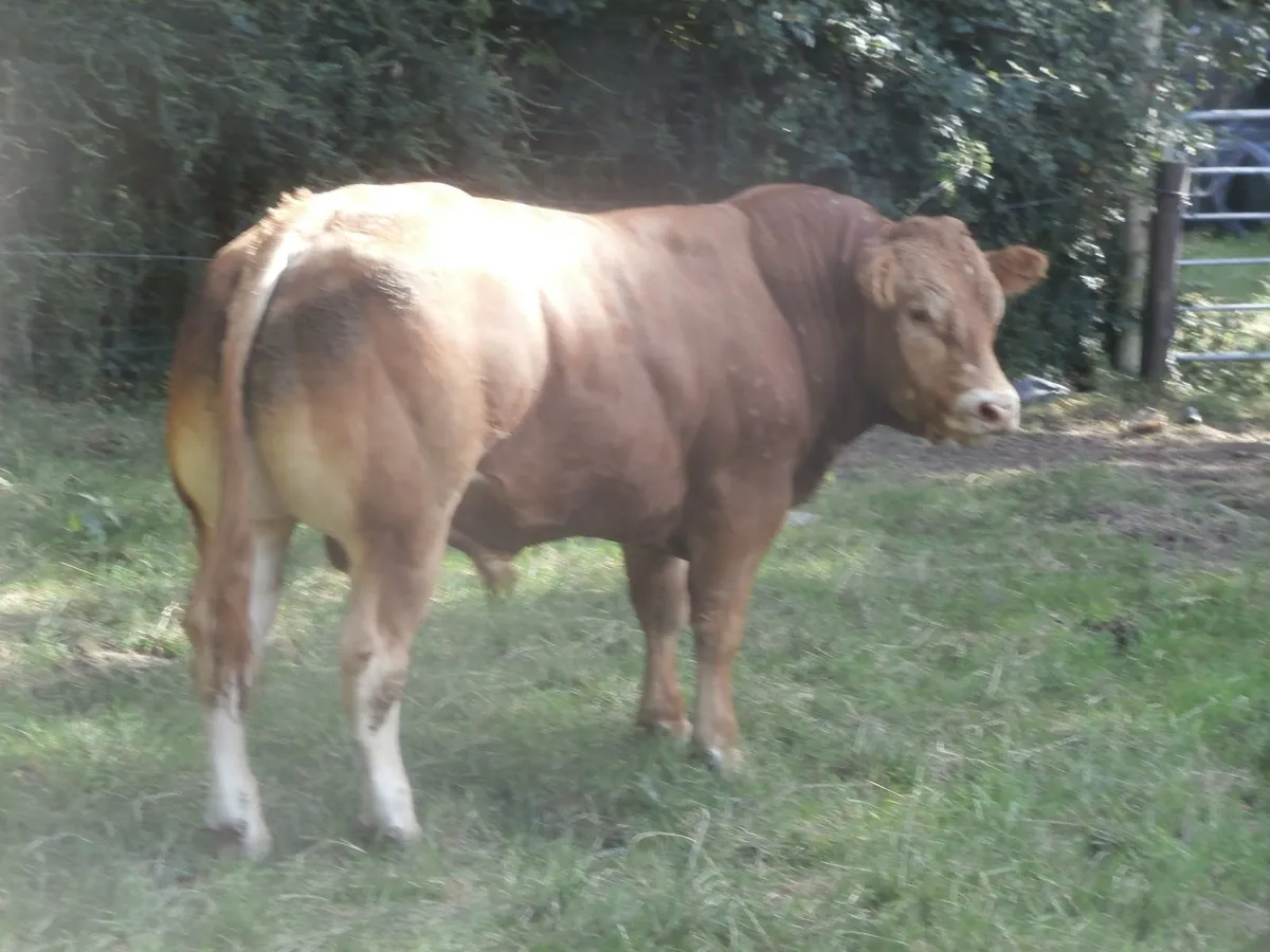 limousin  bulls - Image 3