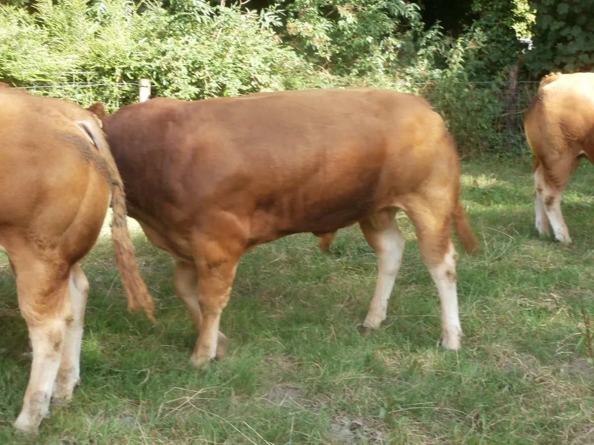 limousin  bulls - Image 4