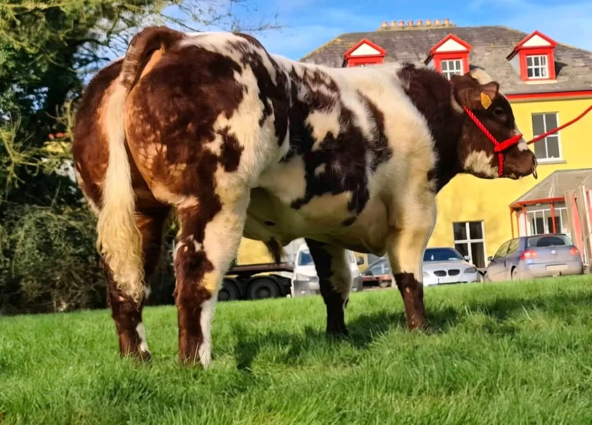 Belgian Blue bull - Image 3
