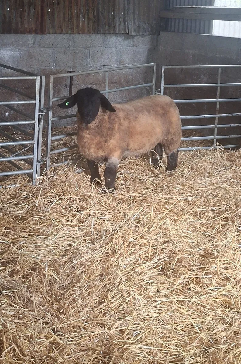 Pedigree registered suffolk ram lamb - Image 1