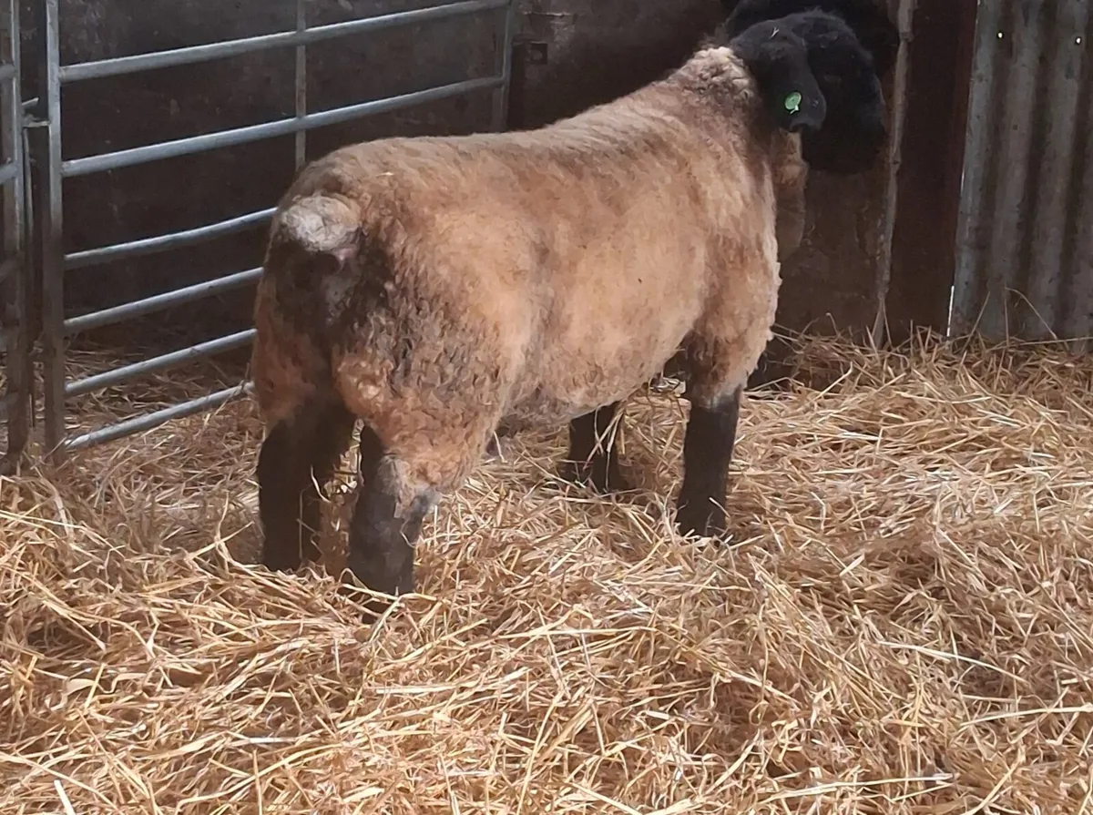 Pedigree registered suffolk ram lamb - Image 2