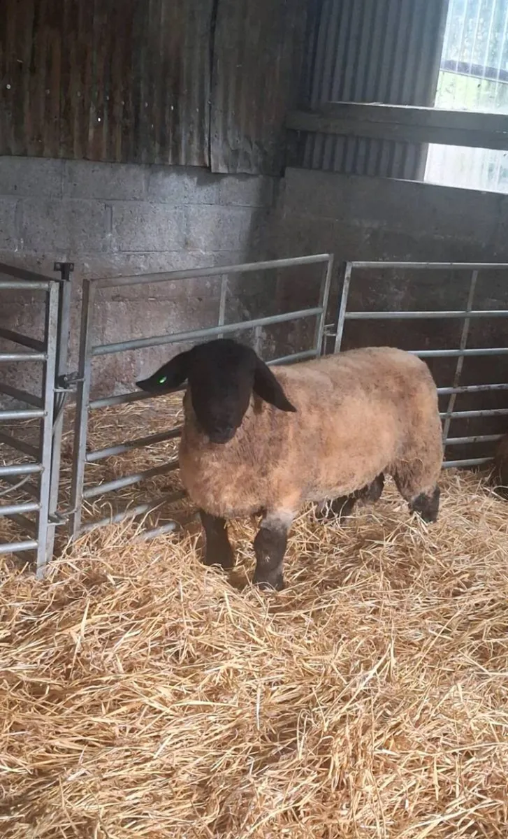 Pedigree registered suffolk ram lamb - Image 4