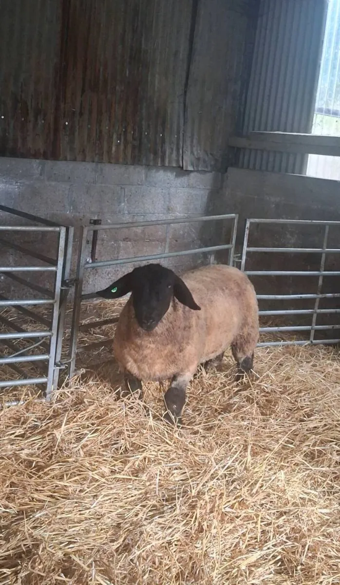 Pedigree registered suffolk ram lamb - Image 3