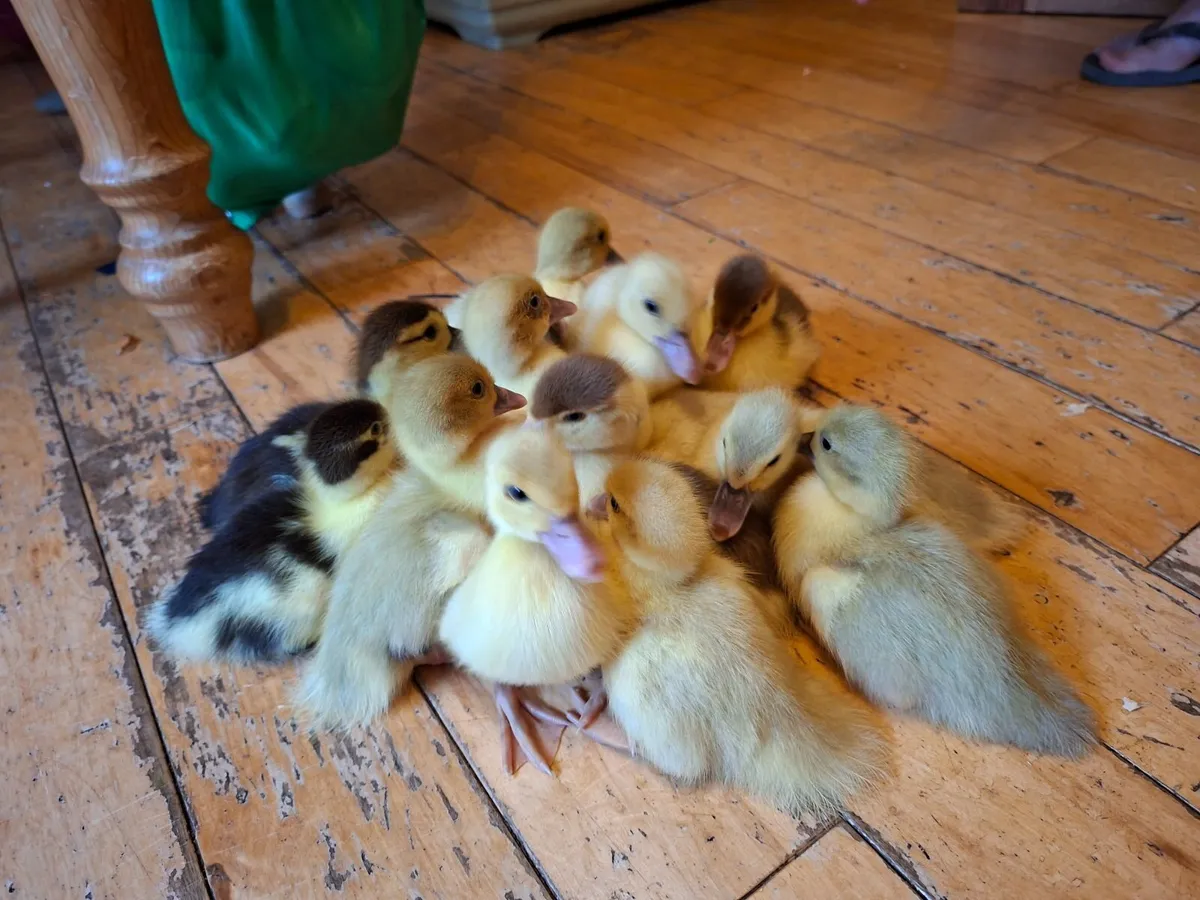 Muscovy Ducklings - Image 3