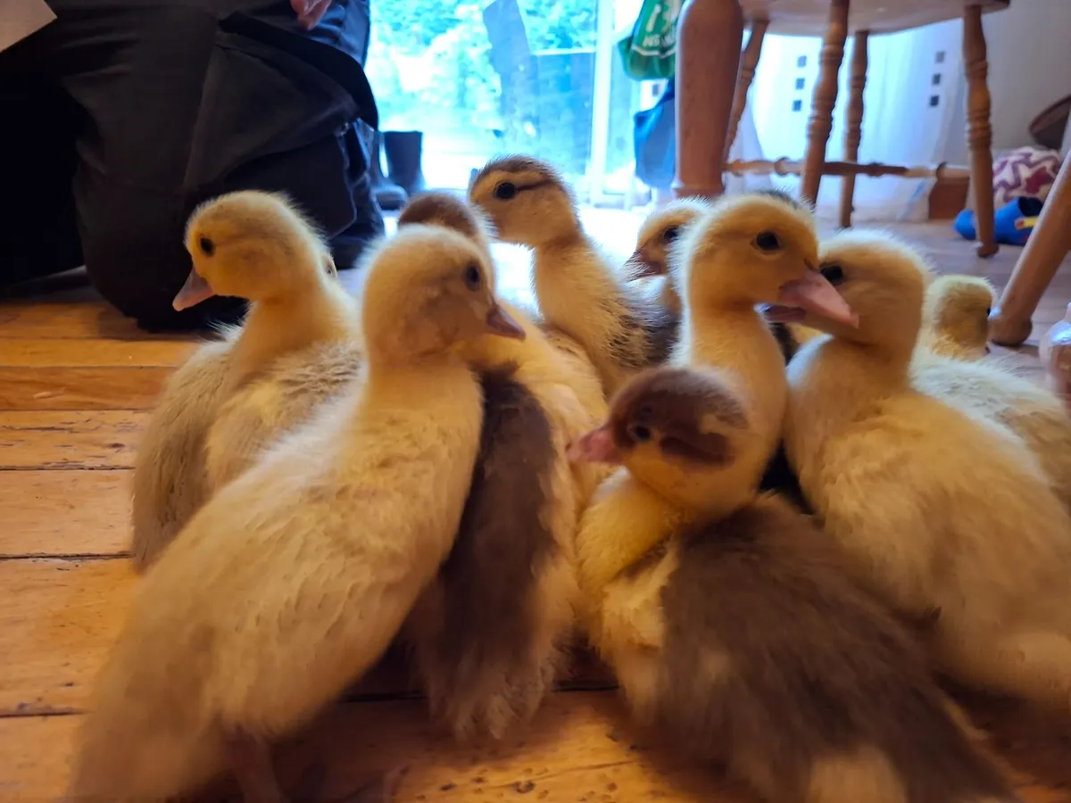 Muscovy Ducklings - Image 4