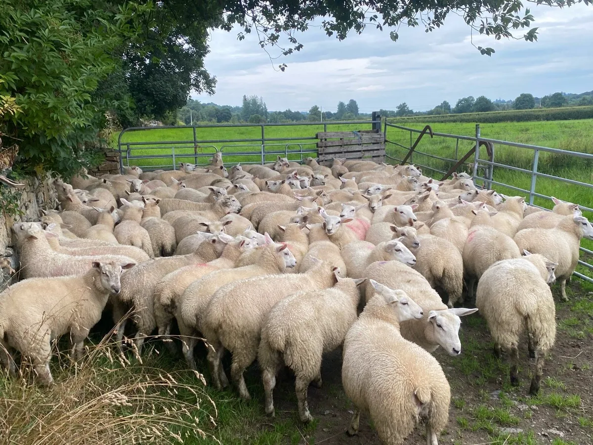 Belclare ewe lambs - Image 3