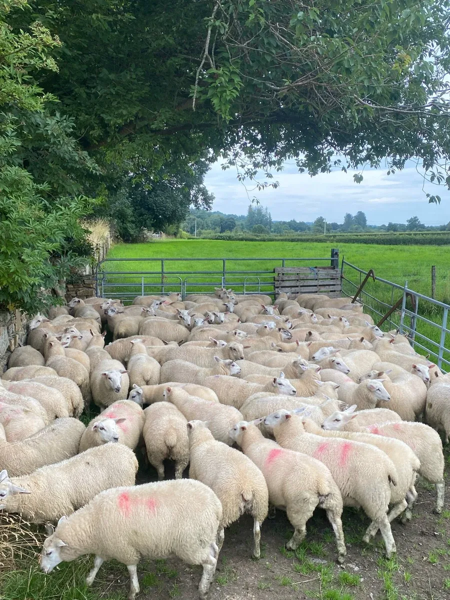 Belclare ewe lambs - Image 4